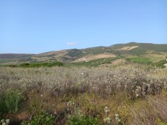 Ampio Terreno Comune di Sorso Località Marritza-Corrazzadda - 10