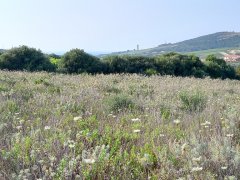 Ampio Terreno Comune di Sorso Località Marritza-Corrazzadda - 3