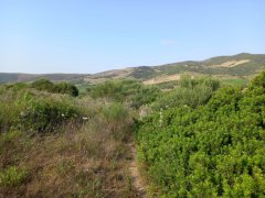 Ampio Terreno Comune di Sorso Località Marritza-Corrazzadda - 16
