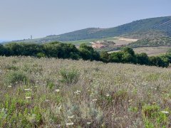 Ampio Terreno Comune di Sorso Località Marritza-Corrazzadda - 2